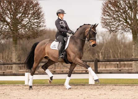 Westphalian, Gelding, 7 years, 16.2 hh, Brown