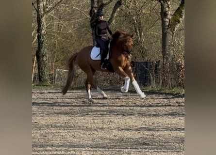 Westphalian, Gelding, 7 years, 16.2 hh, Chestnut-Red
