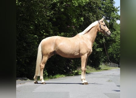 Westphalian, Gelding, 7 years, 16.3 hh, Palomino