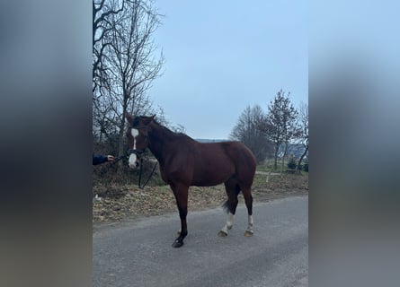 Westphalian, Gelding, 7 years, 16 hh, Brown