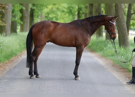 Westphalian, Gelding, 7 years, 16,1 hh, Bay-Dark