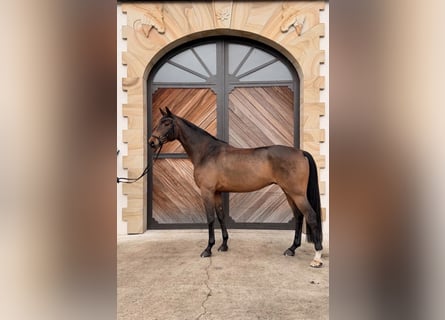 Westphalian, Gelding, 7 years, 16,3 hh, Bay-Dark