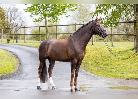 Westphalian, Gelding, 7 years, 17 hh, Chestnut-Red