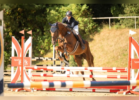 Westphalian, Gelding, 7 years, 17 hh, Chestnut-Red