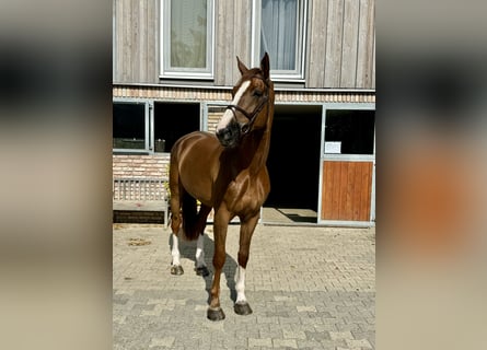 Westfale, Wallach, 7 Jahre, 18 hh, Fuchs