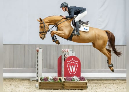 Westphalian, Gelding, 7 years, Chestnut-Red