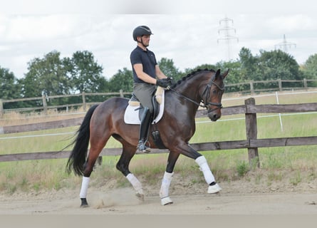Westphalian, Gelding, 8 years, 16.1 hh, Bay-Dark
