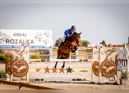Westphalian, Gelding, 8 years, 16.1 hh, Brown