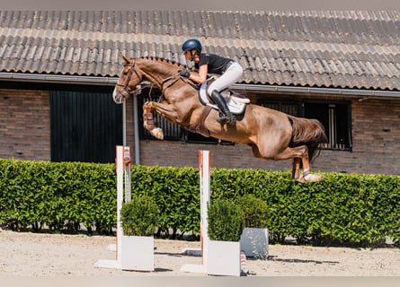 Westphalian, Gelding, 8 years, 16.1 hh, Chestnut-Red