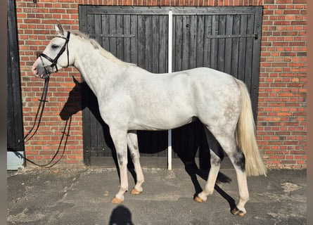 Westphalian, Gelding, 8 years, 16,1 hh, Gray