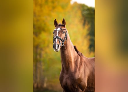 Westphalian, Gelding, 8 years, 16 hh, Chestnut-Red