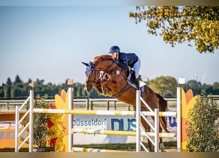 Westphalian, Gelding, 8 years, 16,1 hh, Chestnut-Red