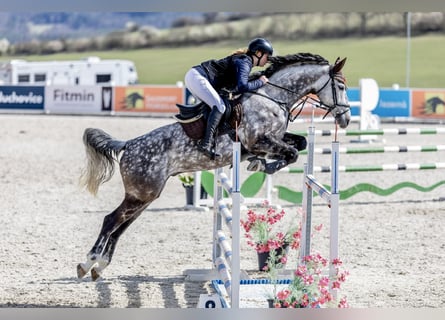 Westphalian, Gelding, 8 years, 16,1 hh, Grey