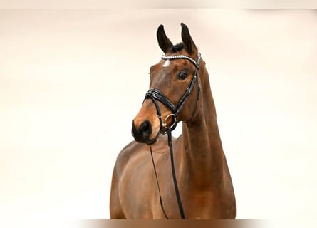 Westphalian, Gelding, 8 years, 16,2 hh, Brown