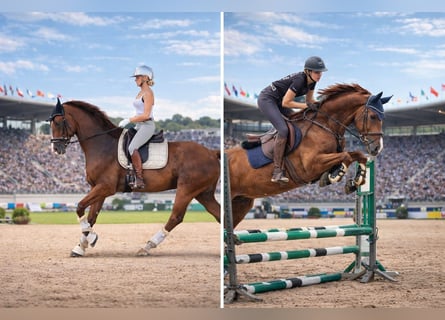 Westphalian, Gelding, 8 years, 16,2 hh, Chestnut