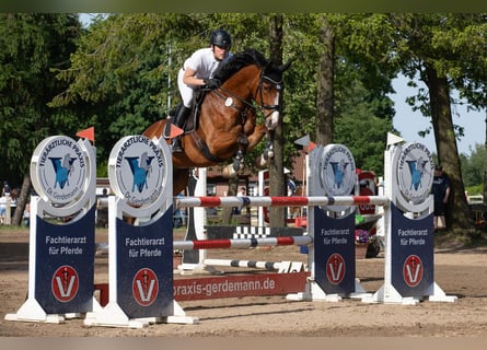 Westphalian, Gelding, 8 years, 17 hh, Brown