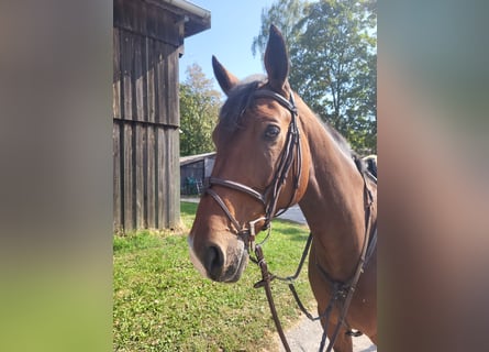 Westphalian, Gelding, 8 years, 17 hh, Brown