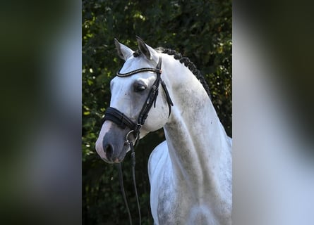 Westphalian, Gelding, 8 years, 17 hh, Grey
