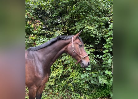 Westphalian, Gelding, 8 years