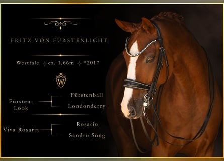 Westphalian, Gelding, 9 years, 16.1 hh, Chestnut-Red
