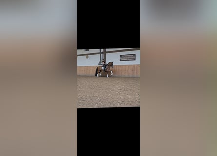 Westphalian, Gelding, 9 years, 16.2 hh, Brown