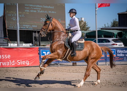 Westphalian, Gelding, 9 years, 16.2 hh, Chestnut-Red