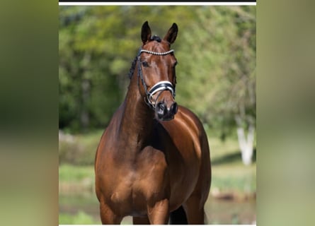 Westphalian, Gelding, 9 years, 16,3 hh, Brown