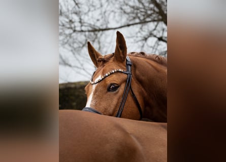 Westphalian, Gelding, 9 years, 16,1 hh, Chestnut-Red