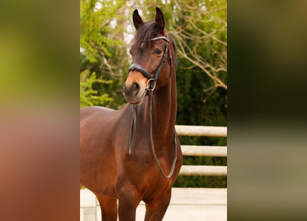 Westphalian, Gelding, 9 years, 16,2 hh, Brown
