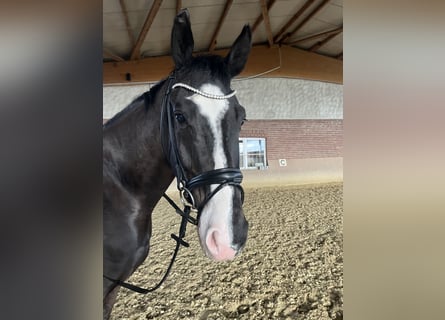 Westphalian, Gelding, 9 years, 17 hh, Bay-Dark