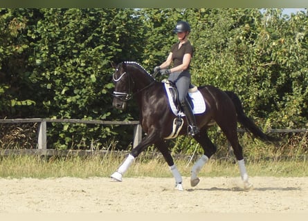 Westphalian, Gelding, 9 years, 17 hh, Black