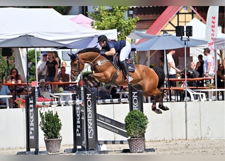Westphalian, Gelding, 9 years, 17 hh, Brown