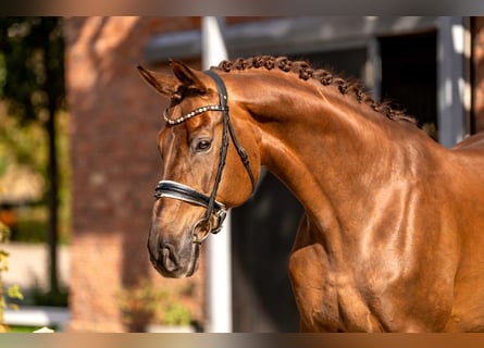 Westphalian, Gelding, 9 years, 17 hh, Chestnut