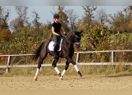 Westphalian, Gelding, 9 years, Black