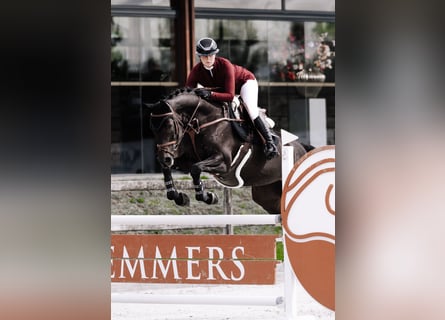 Westphalian, Mare, 10 years, 16.1 hh, Bay-Dark