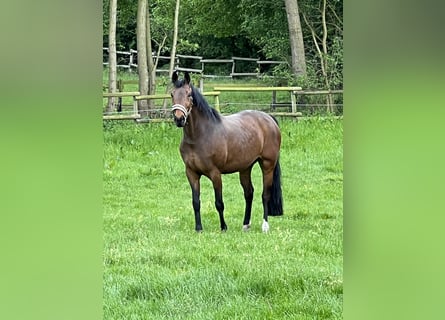 Westphalian, Mare, 10 years, 16,1 hh, Brown