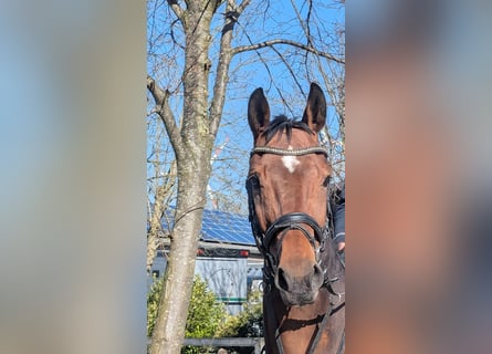 Westphalian, Mare, 10 years, 16,1 hh, Brown