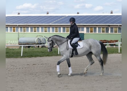 Westphalian, Mare, 10 years, 16.1 hh, Gray