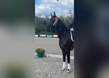 Westphalian, Mare, 10 years, 16,3 hh, Bay-Dark