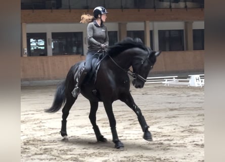 Westphalian, Mare, 10 years, 16,3 hh, Black