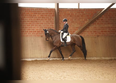 Westphalian, Mare, 10 years, 16,2 hh, Bay-Dark