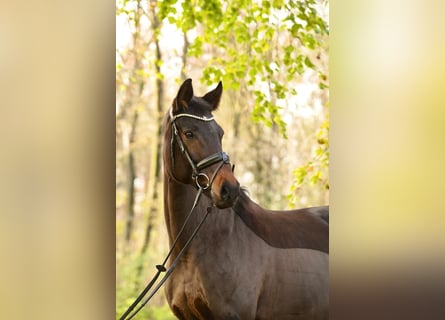 Westphalian, Mare, 10 years, 16,2 hh, Bay-Dark