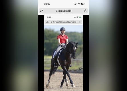 Westphalian, Mare, 10 years, 16,2 hh, Black