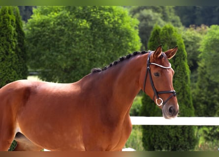 Westphalian, Mare, 10 years, 16,2 hh, Brown