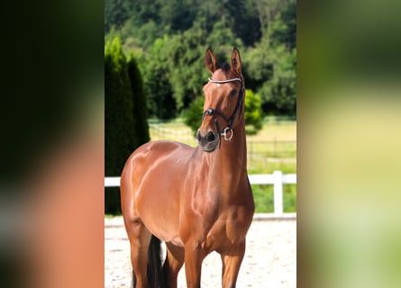 Westphalian, Mare, 10 years, 16,2 hh, Brown