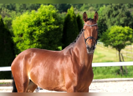Westphalian, Mare, 10 years, 16,3 hh, Brown