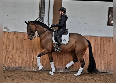 Westphalian, Mare, 10 years, 17 hh, Brown