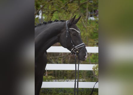 Westphalian, Mare, 10 years, Black