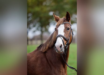 Westphalian, Mare, 10 years, Chestnut-Red