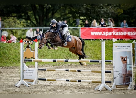 Westphalian, Mare, 11 years, 15,1 hh, Brown